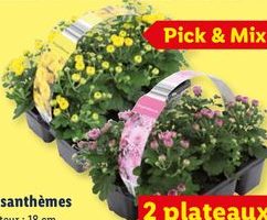 Chrysanthèmes