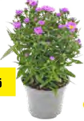 Aster