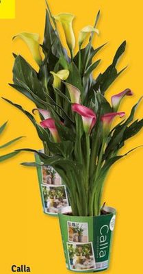 Calla