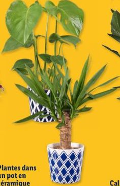 Plantes dans un pot en céramique
