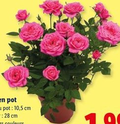 Rosier en pot